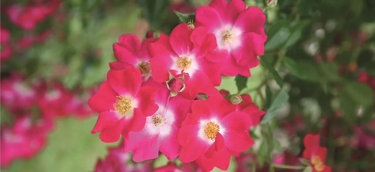 Rosa 'Libertas'® 5,5 Liter Topf