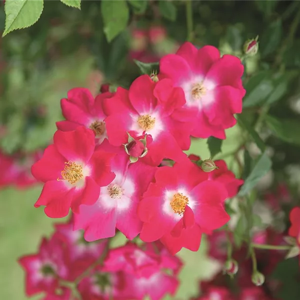 Rosa 'Libertas'®