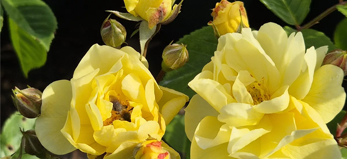 Rosa 'Lemon Siluetta'® 5 Liter Topf