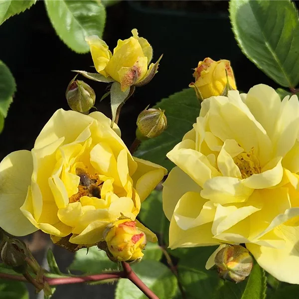 Rosa 'Lemon Siluetta'®