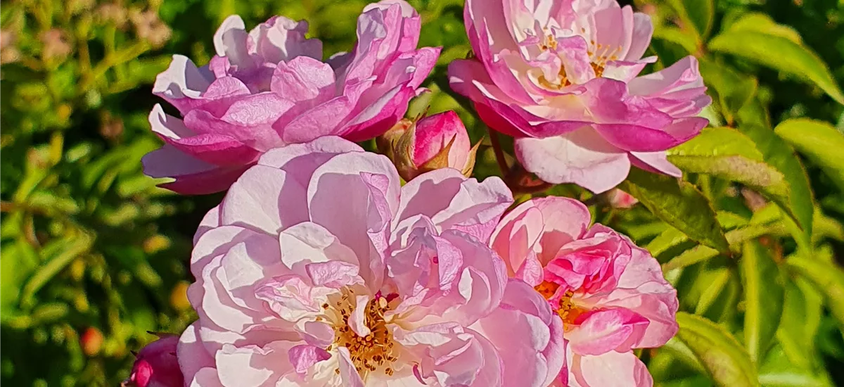 Rosa 'Lavender Siluetta'® 5 Liter Topf