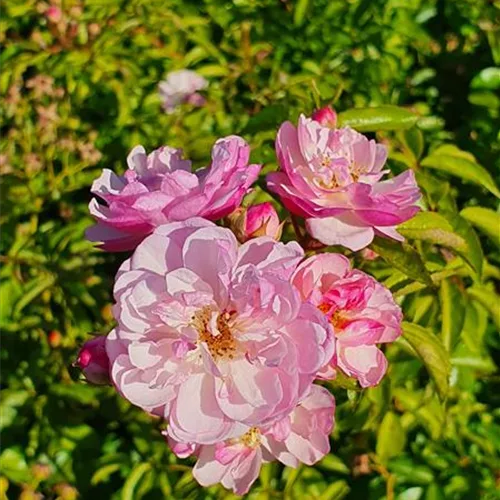 Rosa 'Lavender Siluetta'®