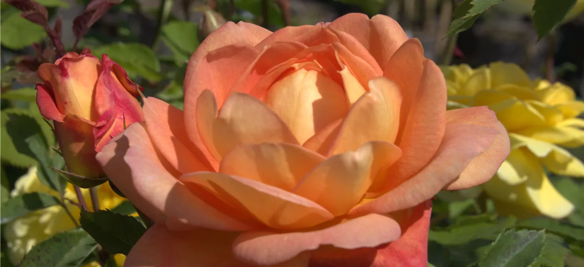 Rosa 'Lady of Shalott' ® 5 Liter Topf