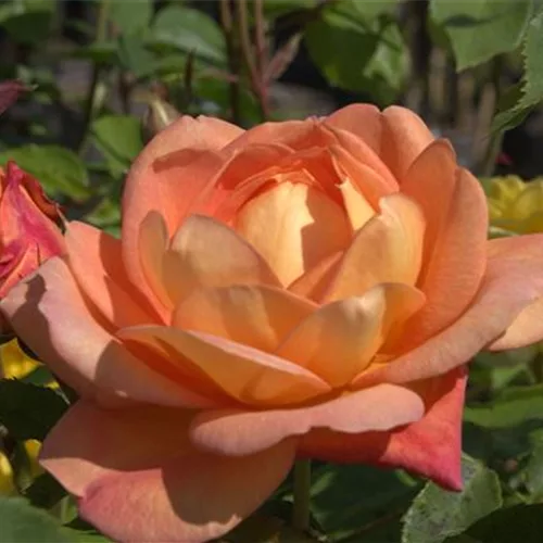 Rosa 'Lady of Shalott' ®