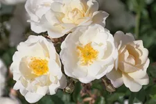 Rosa 'La Grande Motte'® 4 Liter Topf
