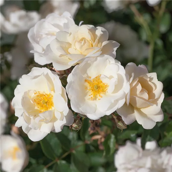 Rosa 'La Grande Motte'®