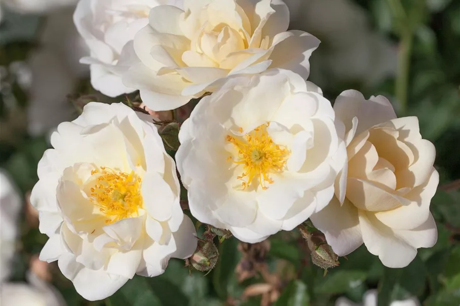 Rosa 'La Grande Motte'® 4 Liter Topf