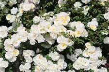 Rosa 'La Grande Motte'® 4 Liter Topf
