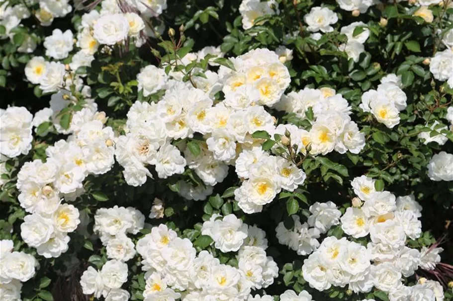 Rosa 'La Grande Motte'® 4 Liter Topf