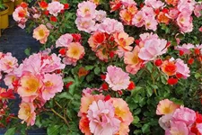Rosa 'Jazz'® 4 Liter Topf