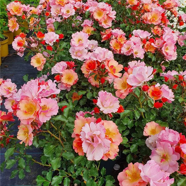 Rosa 'Jazz'®