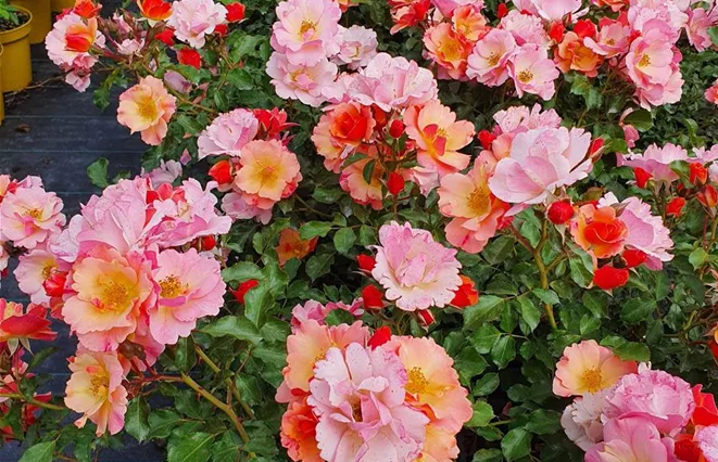 Flächige Pflanzung mit blühenden Bodendeckerrosen