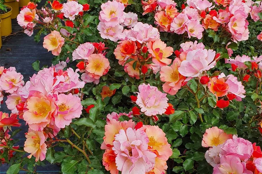 Rosa 'Jazz'® 4 Liter Topf