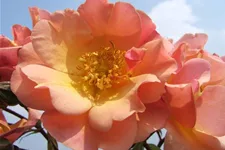 Rosa 'Jazz'® 4 Liter Topf