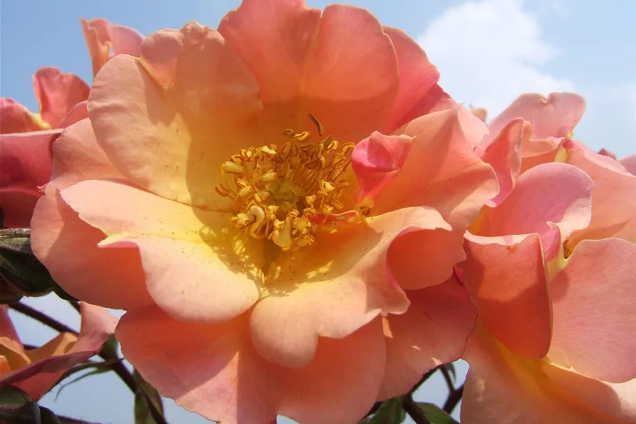 Rosa 'Jazz'® 4 Liter Topf