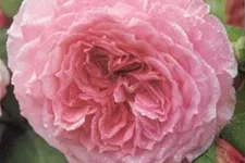 Rosa 'James Galway'® 5 Liter Topf