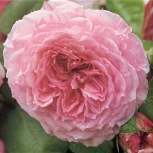 Rosa 'James Galway'®