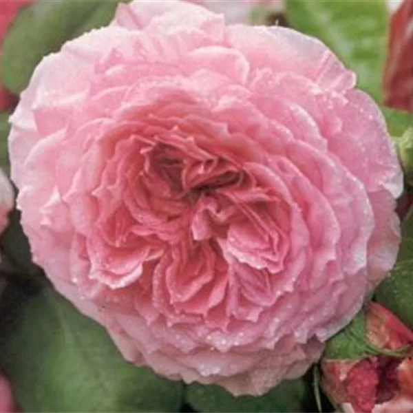 Rosa 'James Galway'®