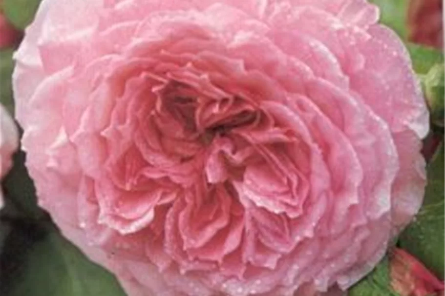 Rosa 'James Galway'® 5 Liter Topf