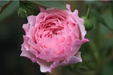 Rosa 'James Galway'® 5 Liter Topf