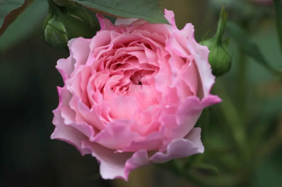 Rosa 'James Galway'® 5 Liter Topf