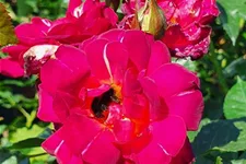 Rosa 'Ile de Fleurs'® 5 Liter Topf