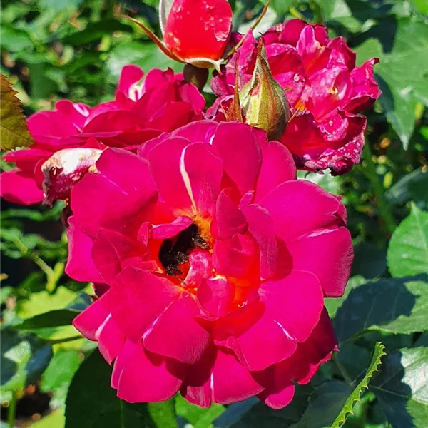 Rosa 'Ile de Fleurs'®