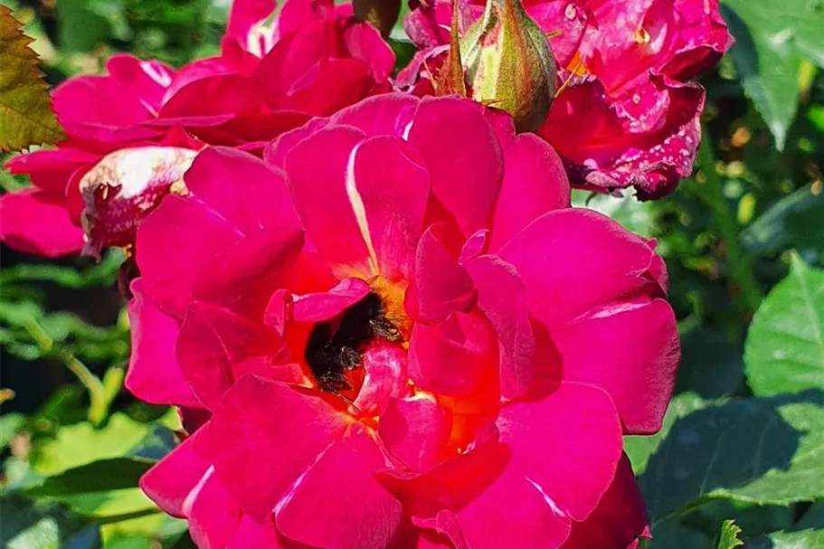 Rosa 'Ile de Fleurs'® 5 Liter Topf