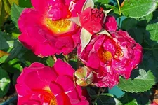Rosa 'Ile de Fleurs'® 5 Liter Topf