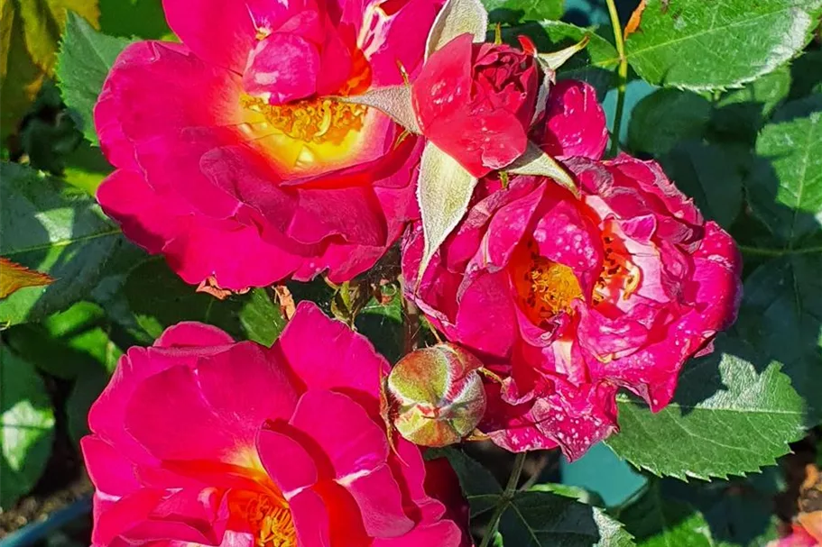 Rosa 'Ile de Fleurs'® 5 Liter Topf