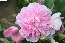Rosa 'Harlow Carr'® 5 Liter Topf