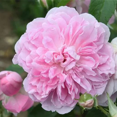 Rosa 'Harlow Carr'®