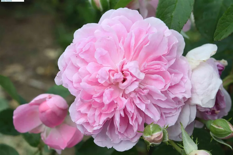 Rosa 'Harlow Carr'® 5 Liter Topf