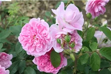 Rosa 'Harlow Carr'® 5 Liter Topf