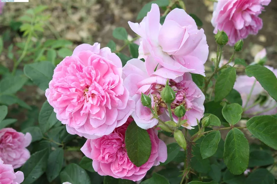 Rosa 'Harlow Carr'® 5 Liter Topf
