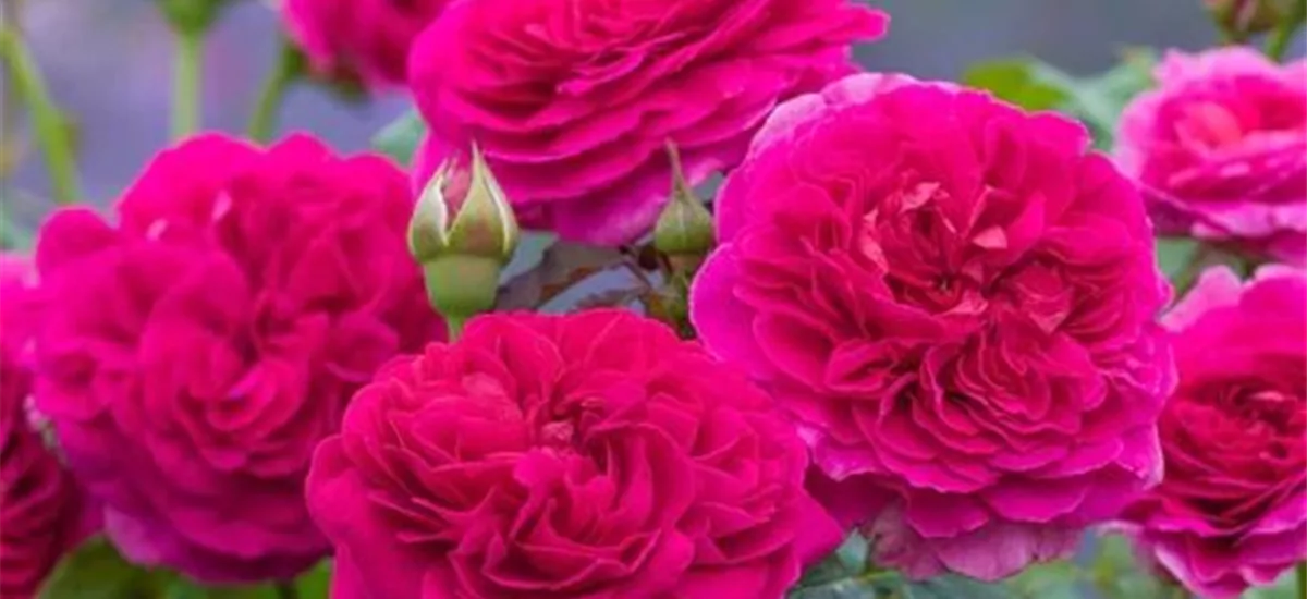 Rosa 'Gabriel Oak' 5 Liter Topf