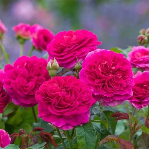 Rosa 'Gabriel Oak'