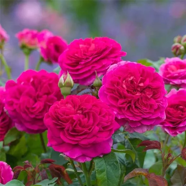 Rosa 'Gabriel Oak'