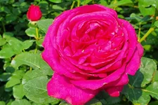 Rosa 'Für Elise'® 4 Liter Topf