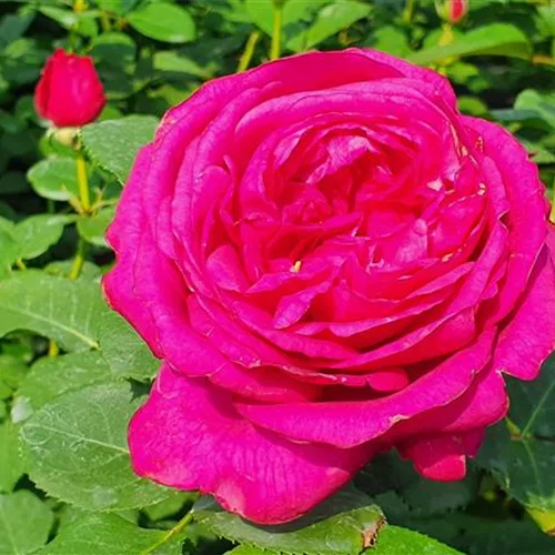 Rosa 'Für Elise'®