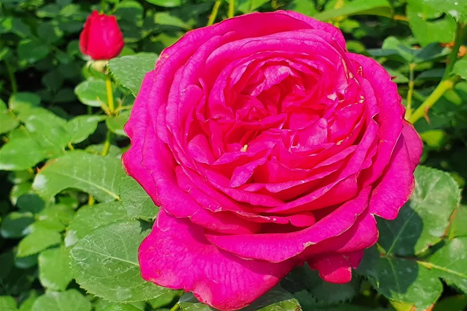 Rosa 'Für Elise'® 4 Liter Topf