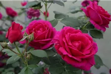 Rosa 'Für Elise'® 4 Liter Topf