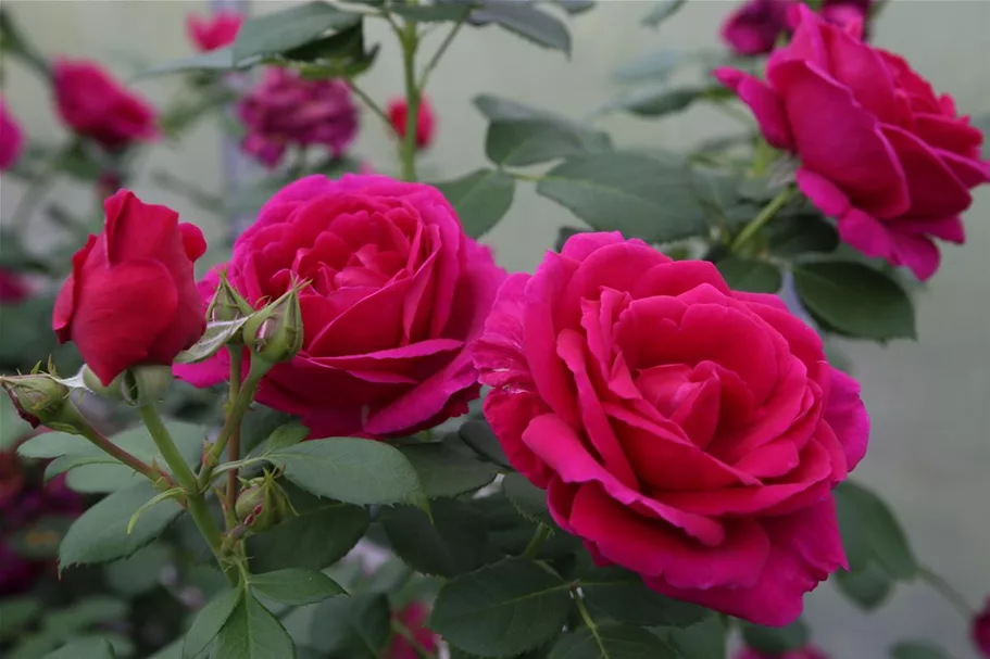 Rosa 'Für Elise'® 4 Liter Topf