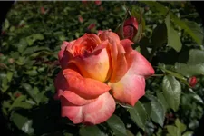 Rosa 'Feurio'® 4 Liter Topf