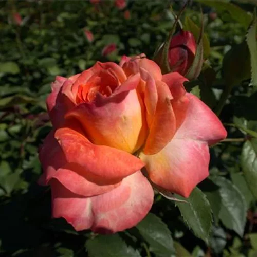 Rosa 'Feurio'®