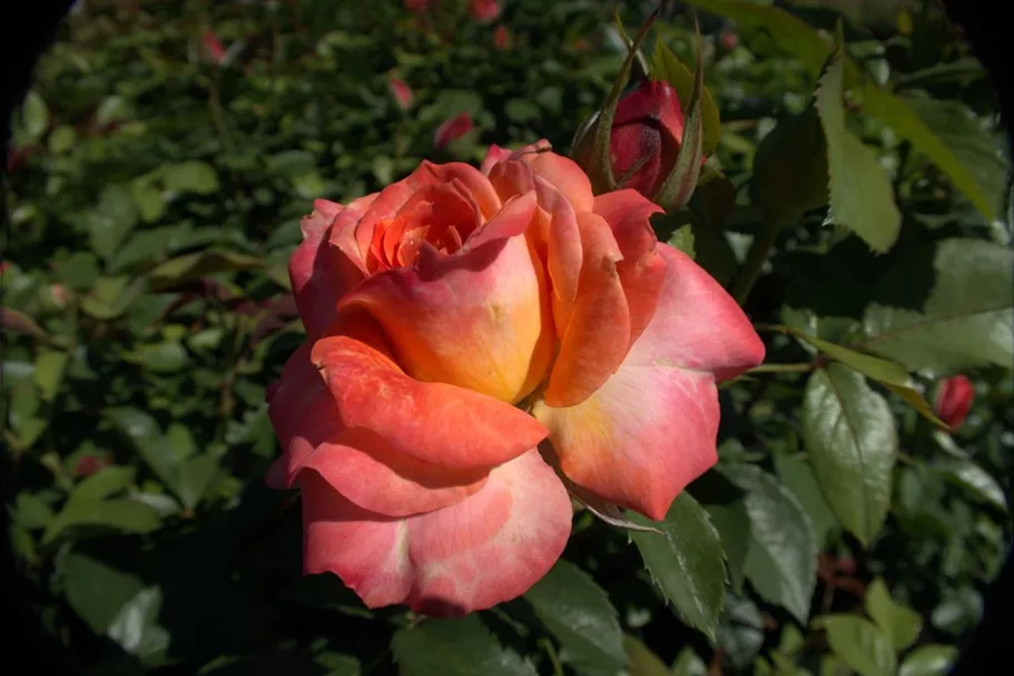 Rosa 'Feurio'® 4 Liter Topf