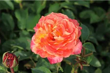 Rosa 'Feurio'® 4 Liter Topf
