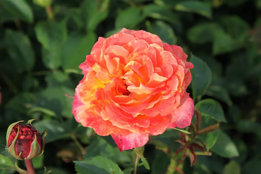 Rosa 'Feurio'® 4 Liter Topf