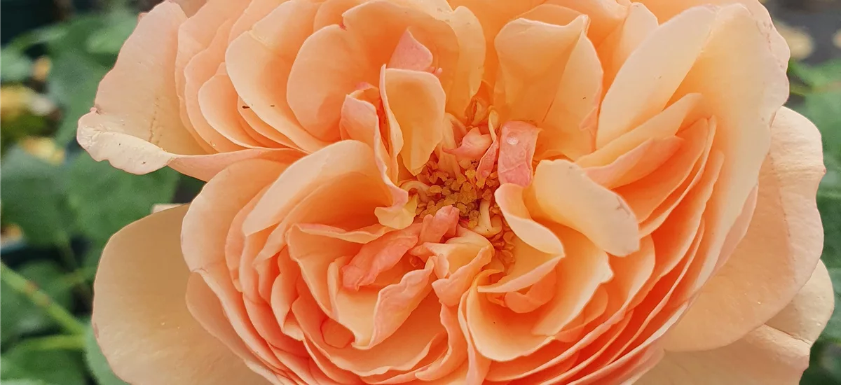 Rosa 'Eveline Wild ' 4 Liter Topf