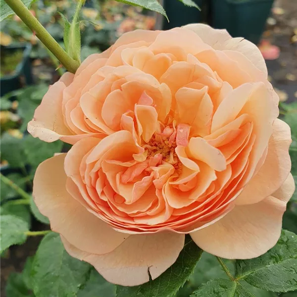 Rosa 'Eveline Wild ' 